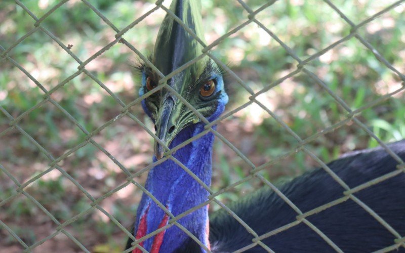 Atrações do Parque Zoológico de Sapucaia do Sul - casuar