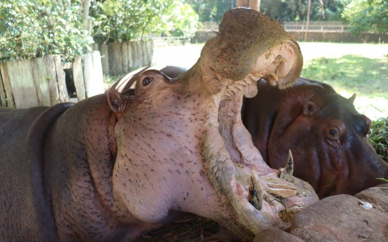 Atrações do Parque Zoológico de Sapucaia do Sul - hipopótamos Potoca e Farroupilha