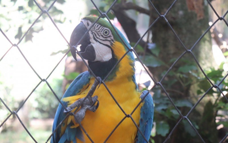 Atrações do Parque Zoológico de Sapucaia do Sul - arara