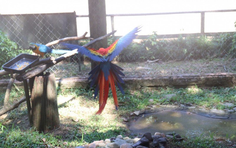 Atrações do Parque Zoológico de Sapucaia do Sul - araras