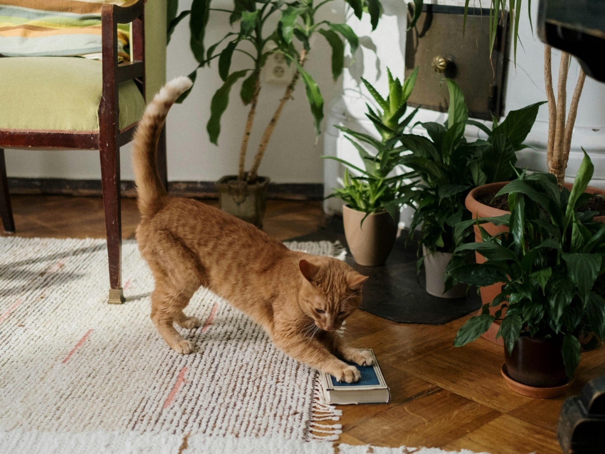Um perigo silencioso capaz de matar pets pode estar dentro da sua casa