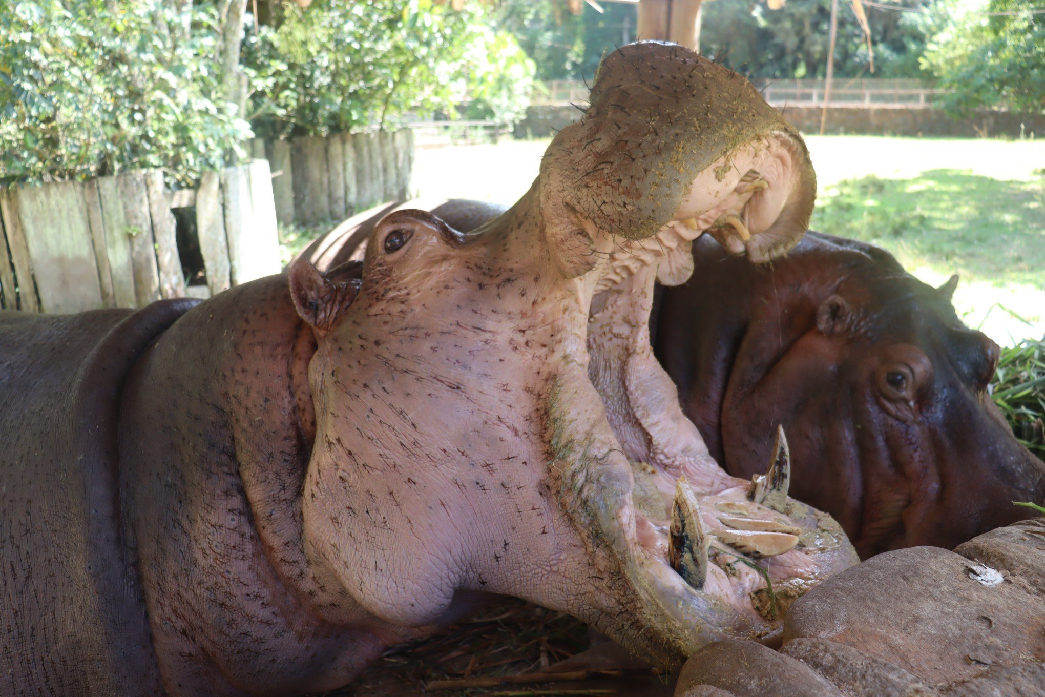 FOTOS: Um Zoo bem diversificado e cheio de atrações para todas as idades; confira