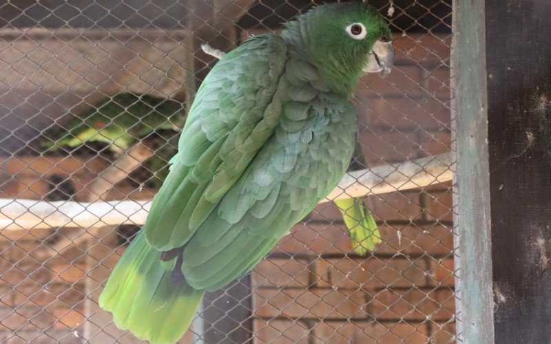 Papagaio moleiro, a maior espécie do Brasil, no zoológico de Sapucaia do Sul