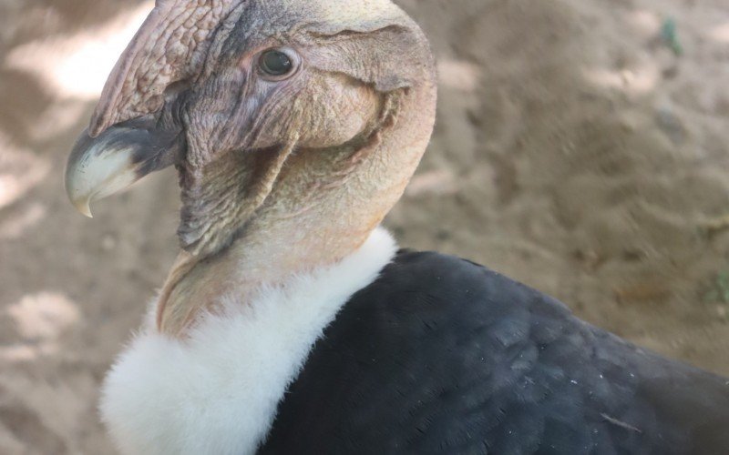 Condor Severino é o animal mais antigo no zoológico de Sapucaia do Sul