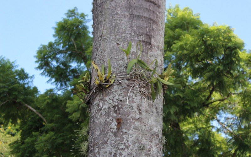 Orquídeas em palmeiras imperiais pelo Largo | abc+