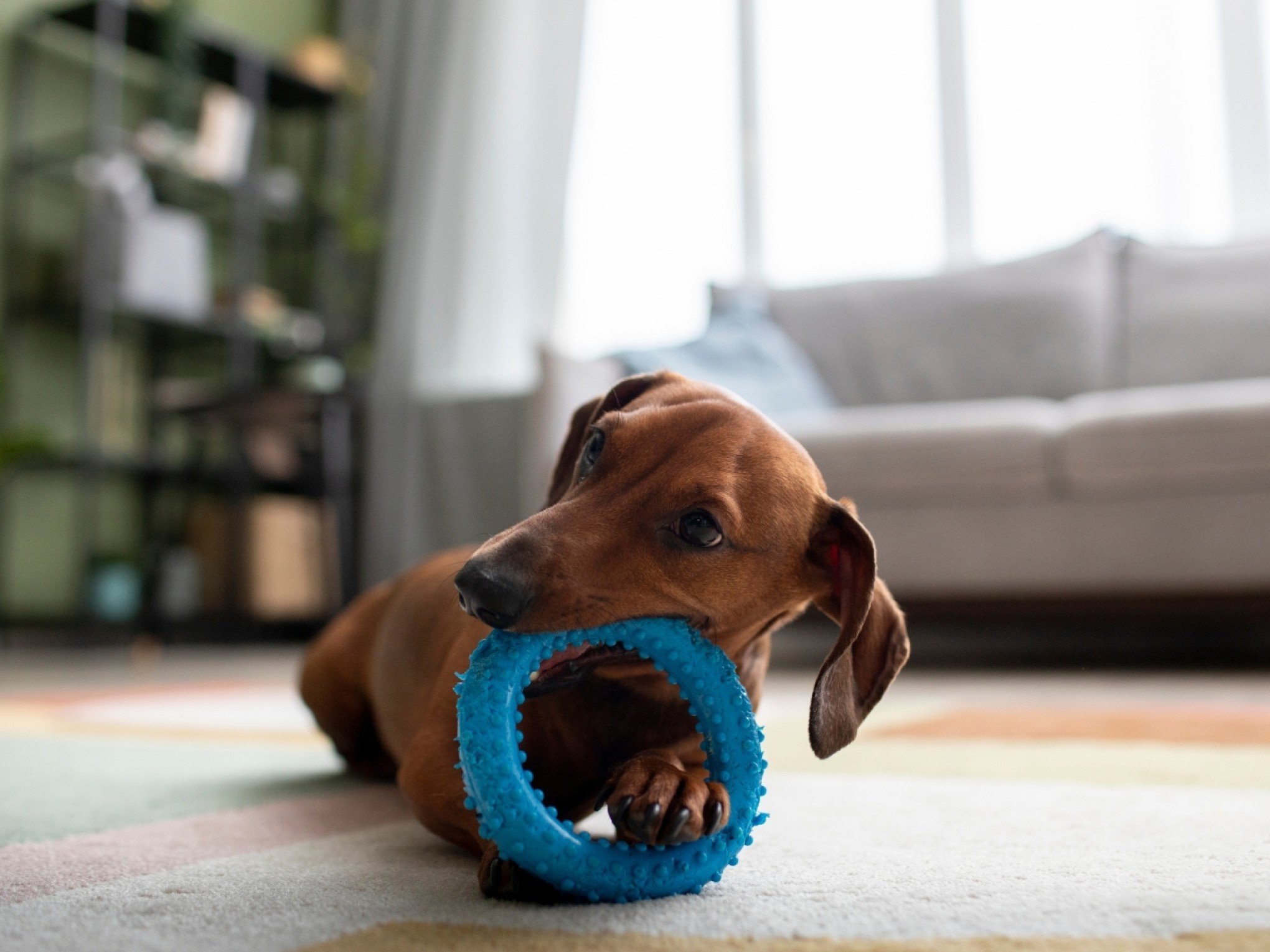 Melhores brinquedos para cães e gatos são mais baratos do que você imagina; veja lista para deixar seu pet feliz
