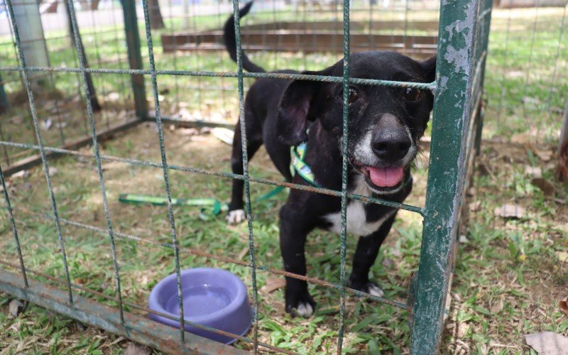 Animais estavam disponíveis no Espaço Pet da Praça da Biblioteca