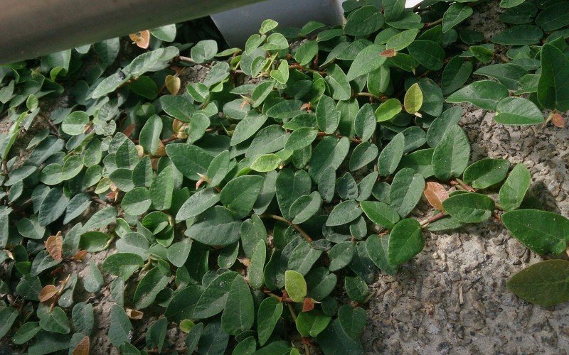 A unha-de-gato (Ficus pumila) é uma das trepadeiras mais usadas no paisagismo | abc+
