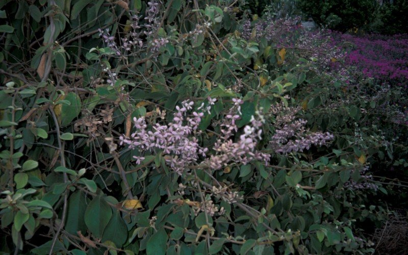 Congea tomentosa é a única espécie da planta no Brasil | abc+