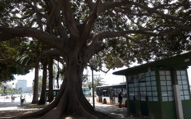 Existem mais de 70 espécies de Ficus no Brasil | abc+