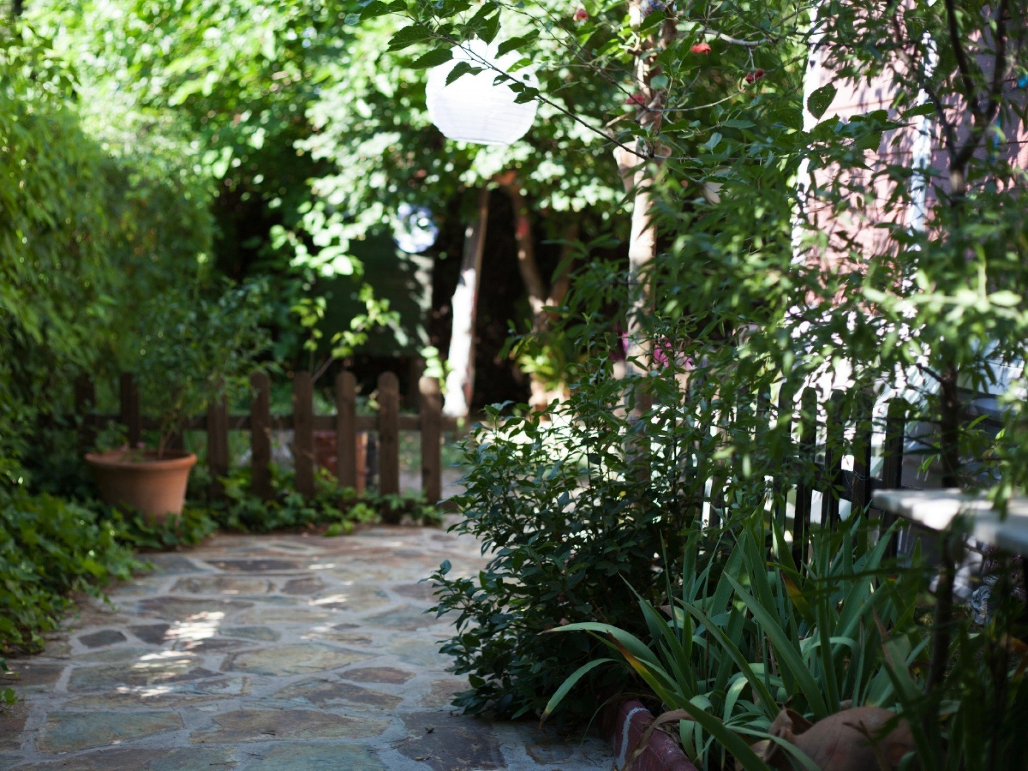 Cuidado! Essas 3 plantas podem destruir sua casa; evite-as no seu jardim