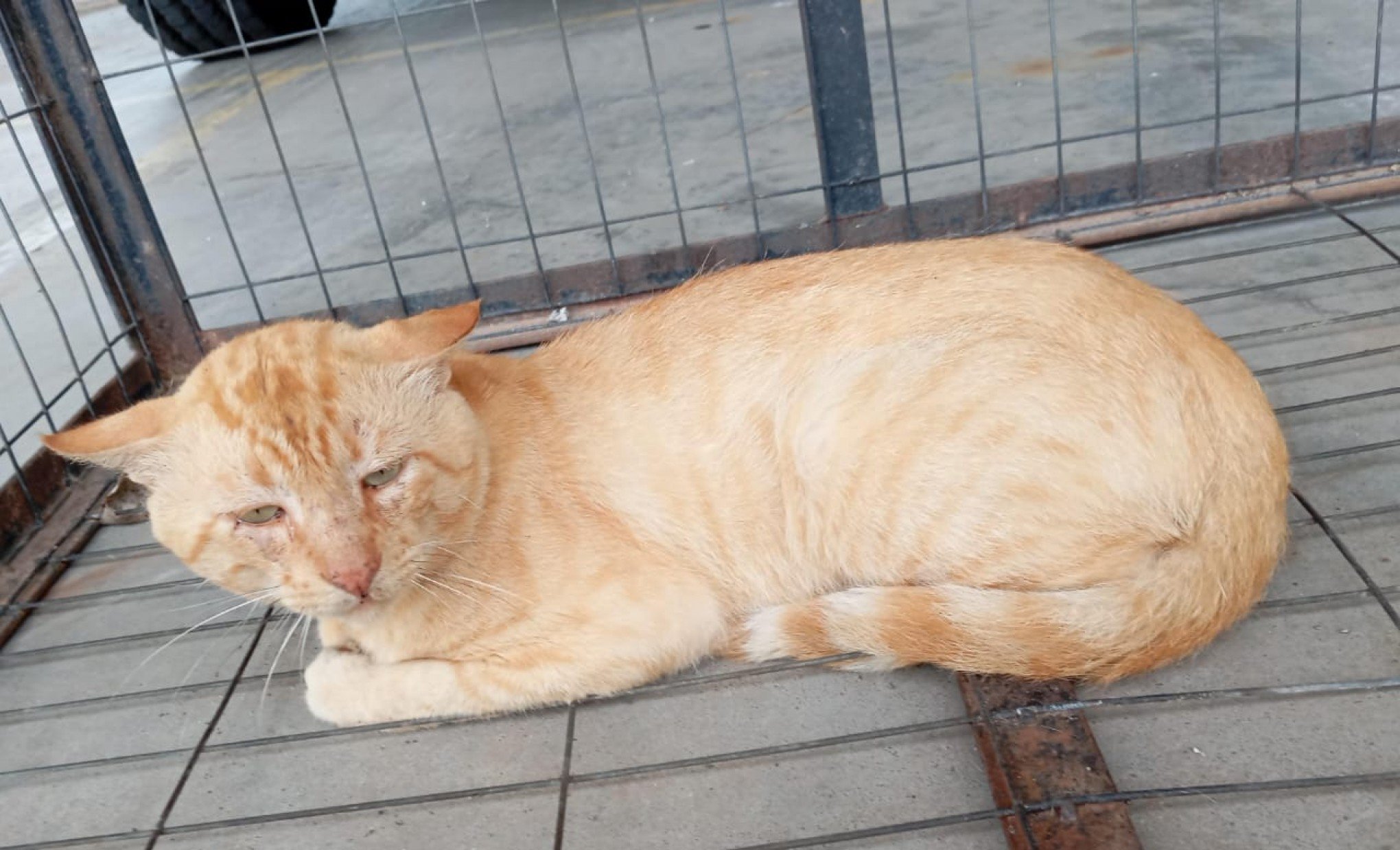 Nem puma, nem gato-do-mato: Defesa Civil de Taquara captura animal e desvenda mistério