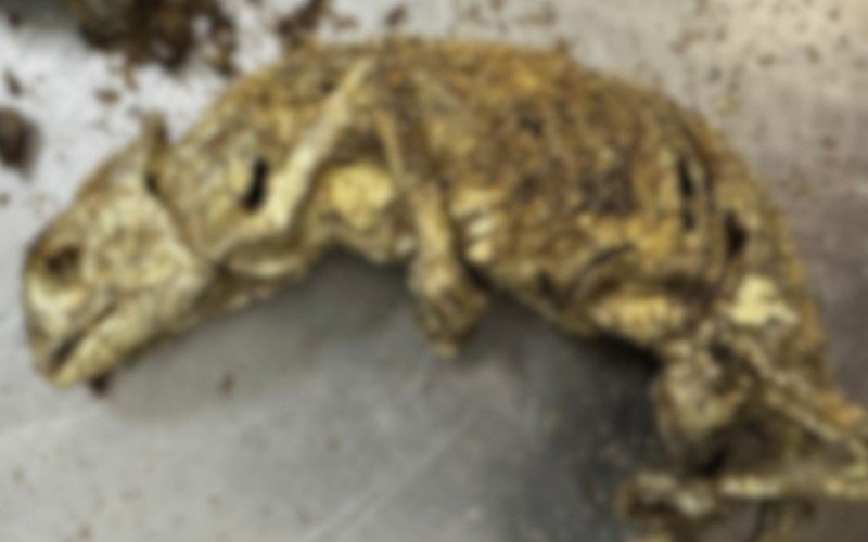 Animais mortos em estado de decomposição são encontrados em bagagem | abc+