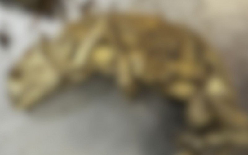 Animais mortos em estado de decomposição são encontrados em bagagem  | abc+