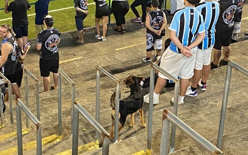 "Dogsoon" na arquibancada do Estádio do Vale | abc+