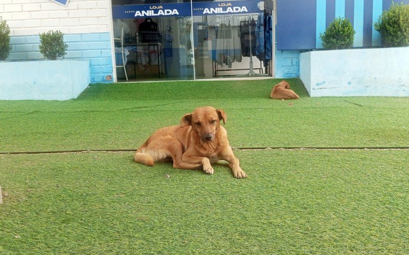 Cachorros no Estádio do Vale | abc+