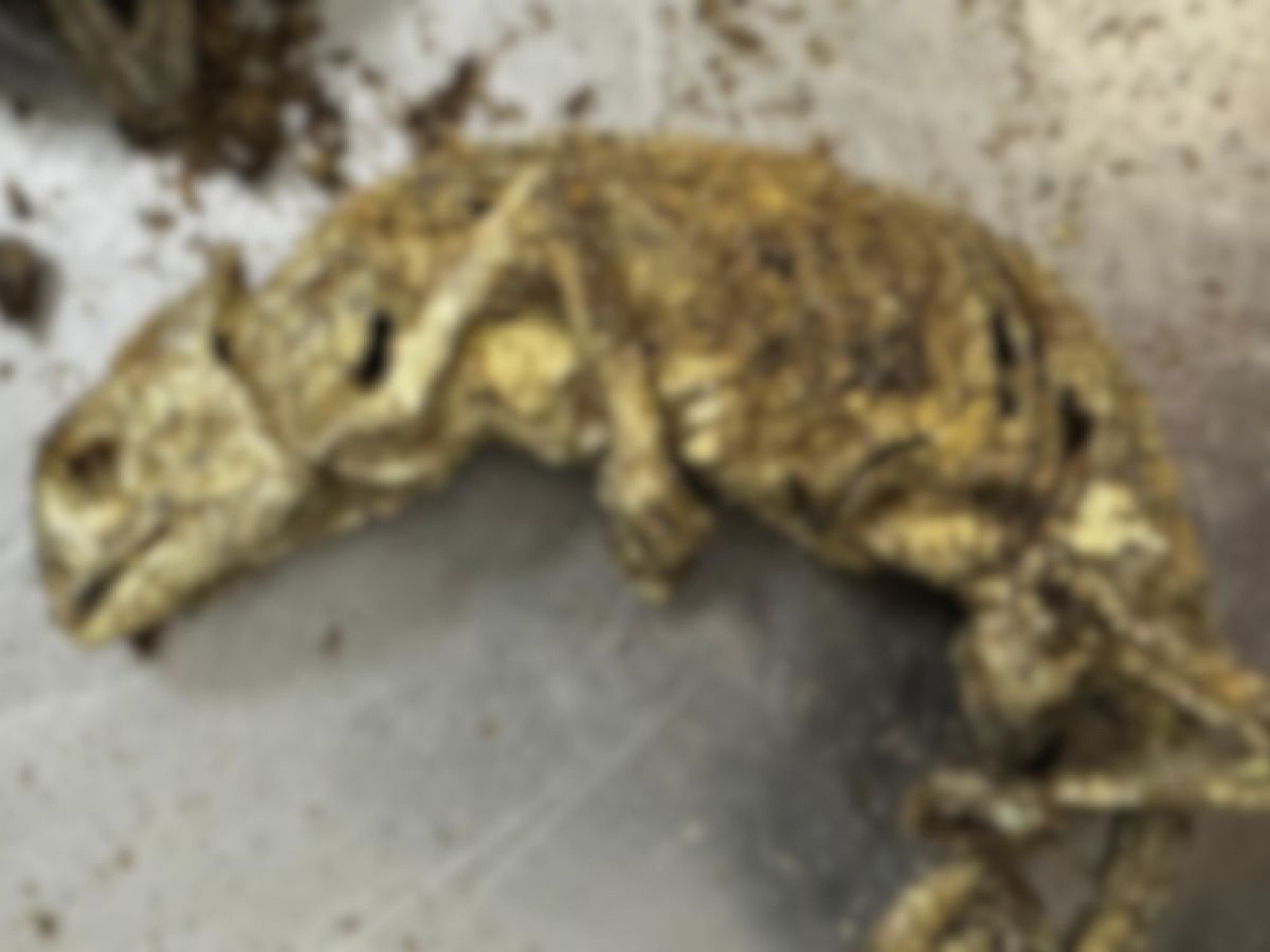 Bagagem com cabeça decapitada de cachorro, morcegos e ratos empalados chega a aeroporto brasileiro