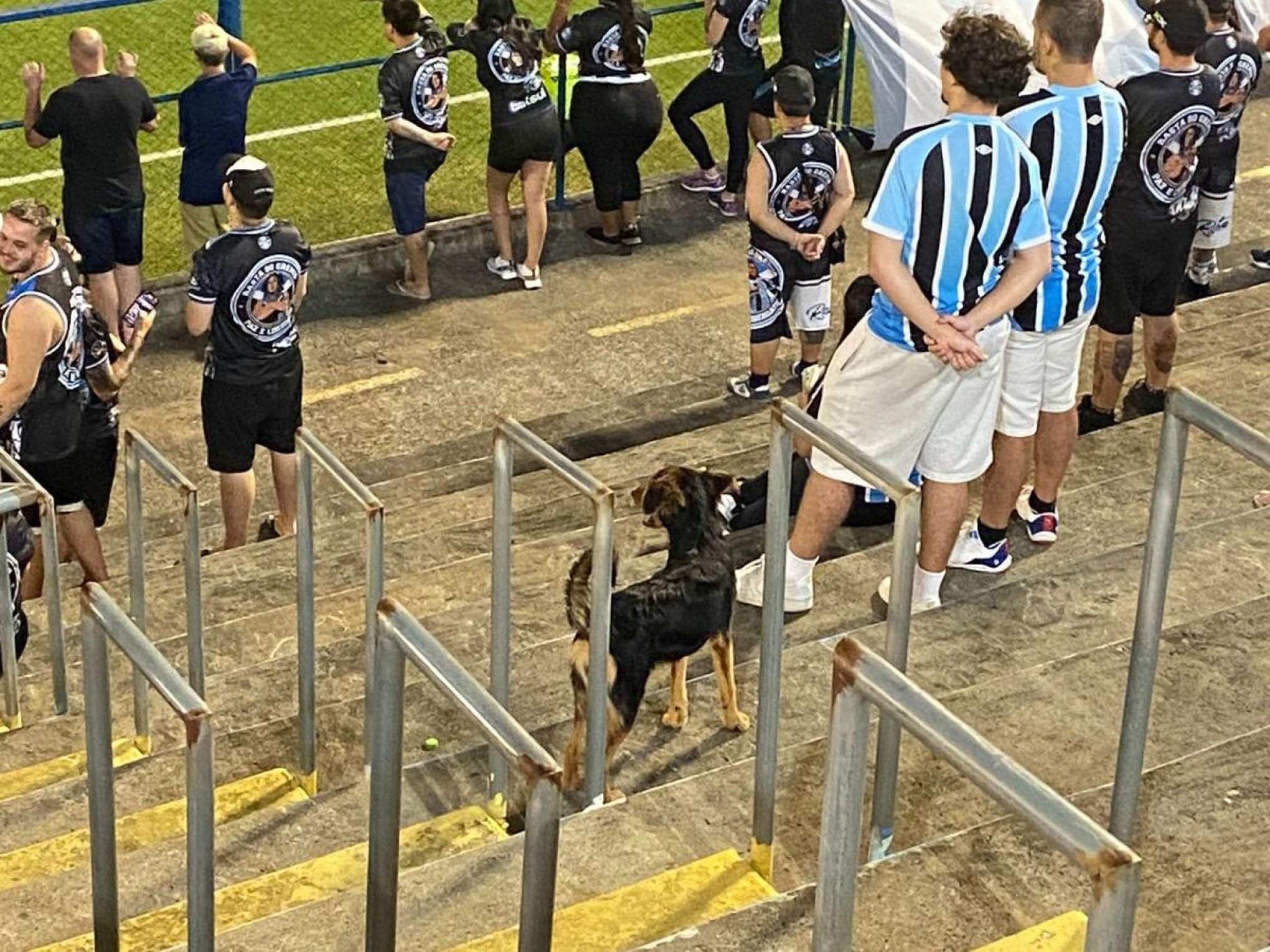 VÍDEO: Cachorro invade o gramado e vira estrela da noite no Estádio do Vale