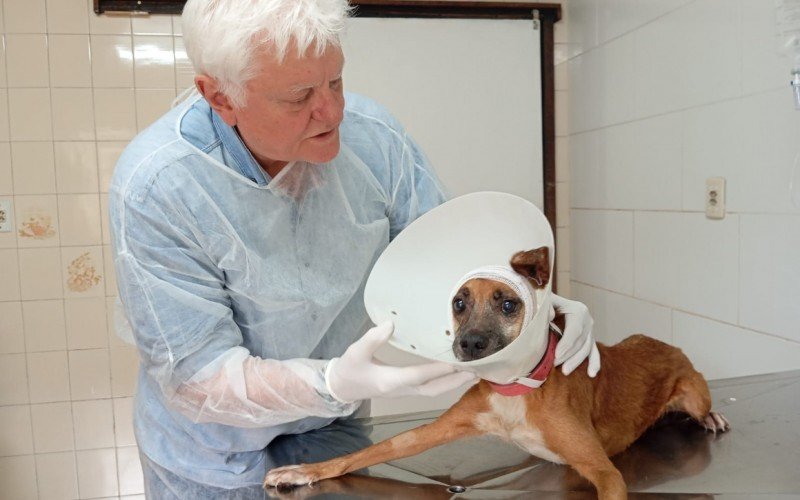 Para o titular da Sempa, Claudio Giacomini, a iniciativa é essencial para evitar a superpopulação de animais e o consequente abandono