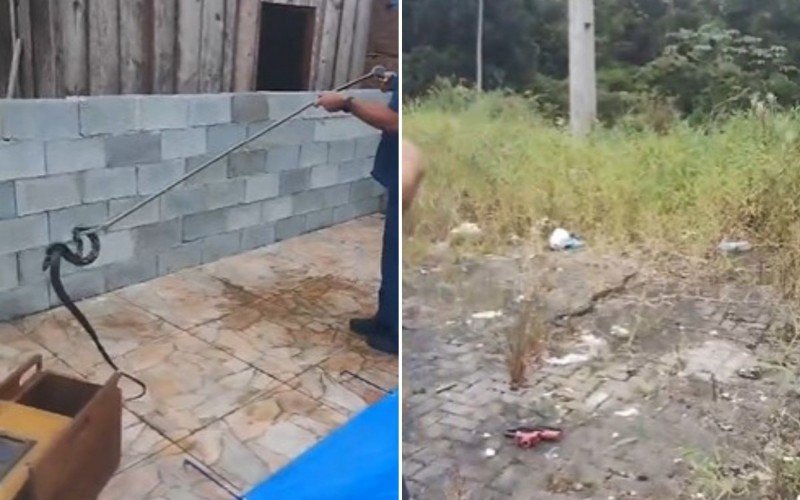 Cobra caninana foi resgatada de residência na quinta-feira | abc+