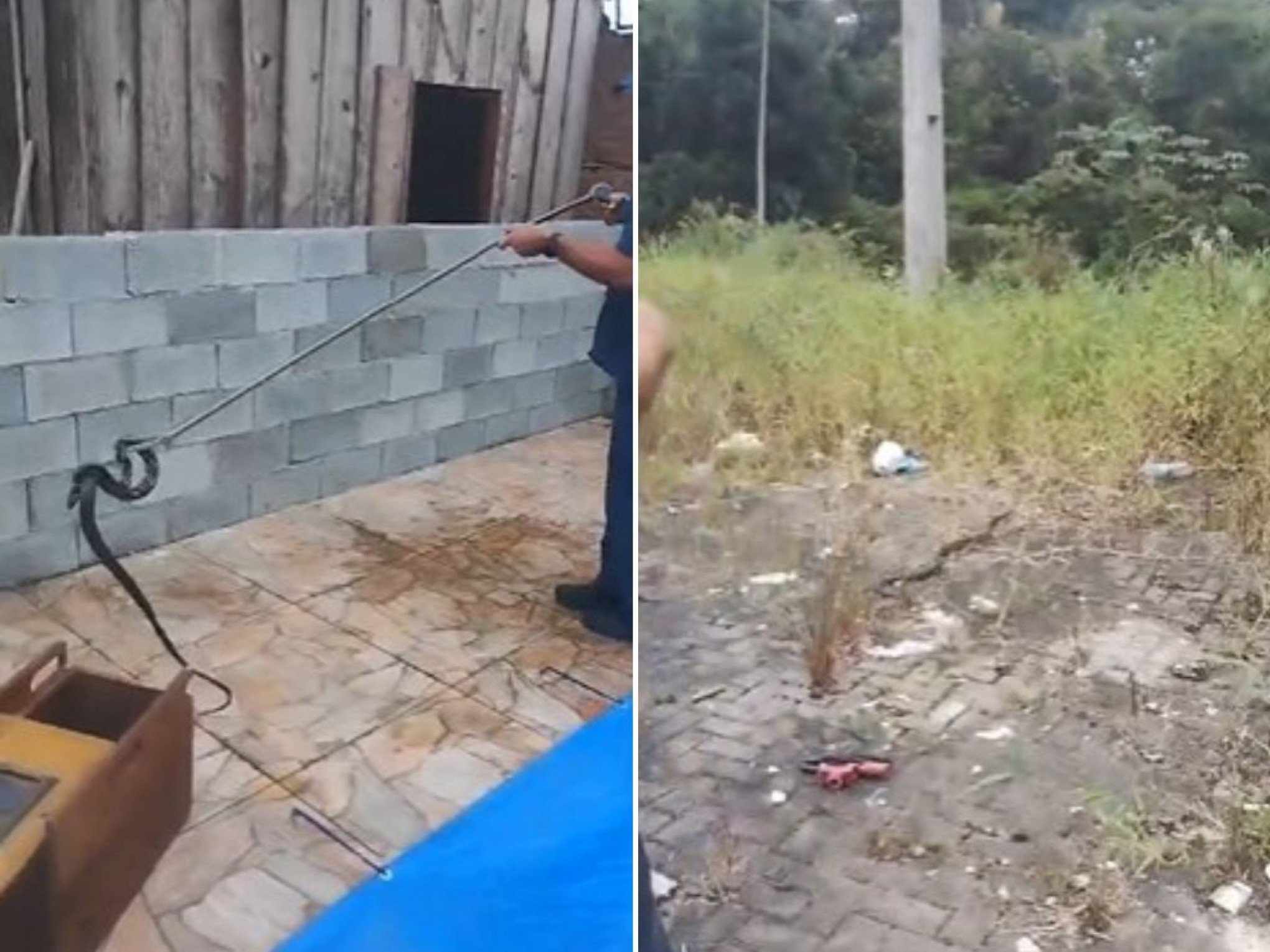 VÍDEO: Cobra caninana agressiva assusta moradores; veja momento do resgate