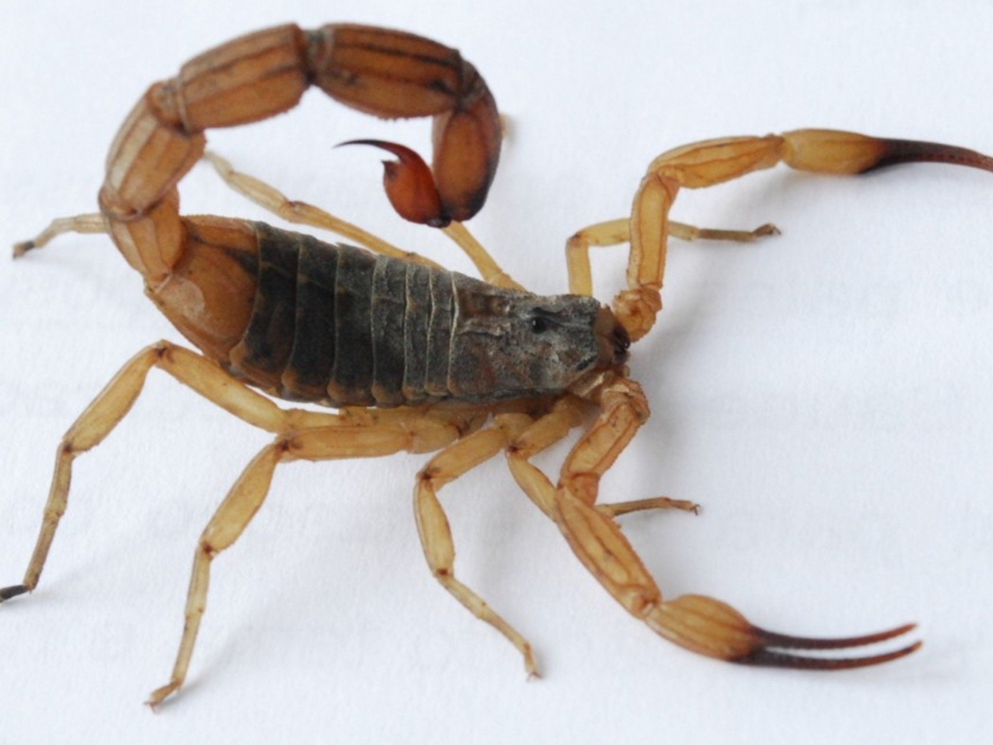 Perigoso escorpião-amarelo preocupa autoridades gaúchas: 9 cidades são principais áreas de infestação no RS