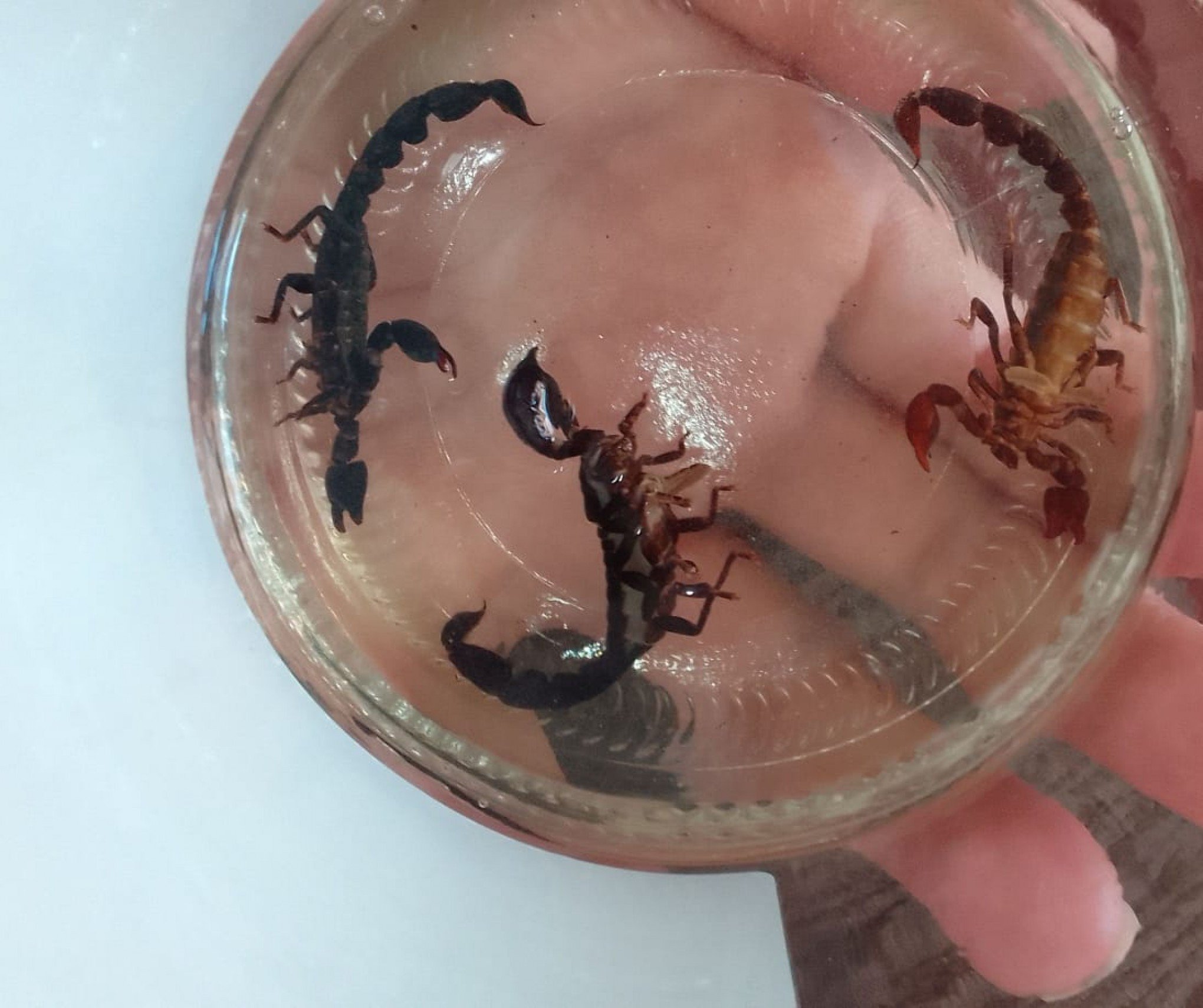 ESCORPIÃO-AMARELO: Confira sintomas e o que fazer em caso da picada do animal peçonhento