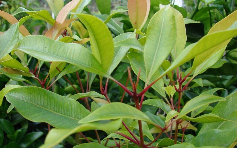 Cravo-da-índia é uma das plantas que pode ser plantado em um vaso, mas precisa ser grande | abc+
