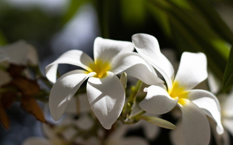 Jasmim pode ser plantada tanto no jardim quanto em vasos | abc+