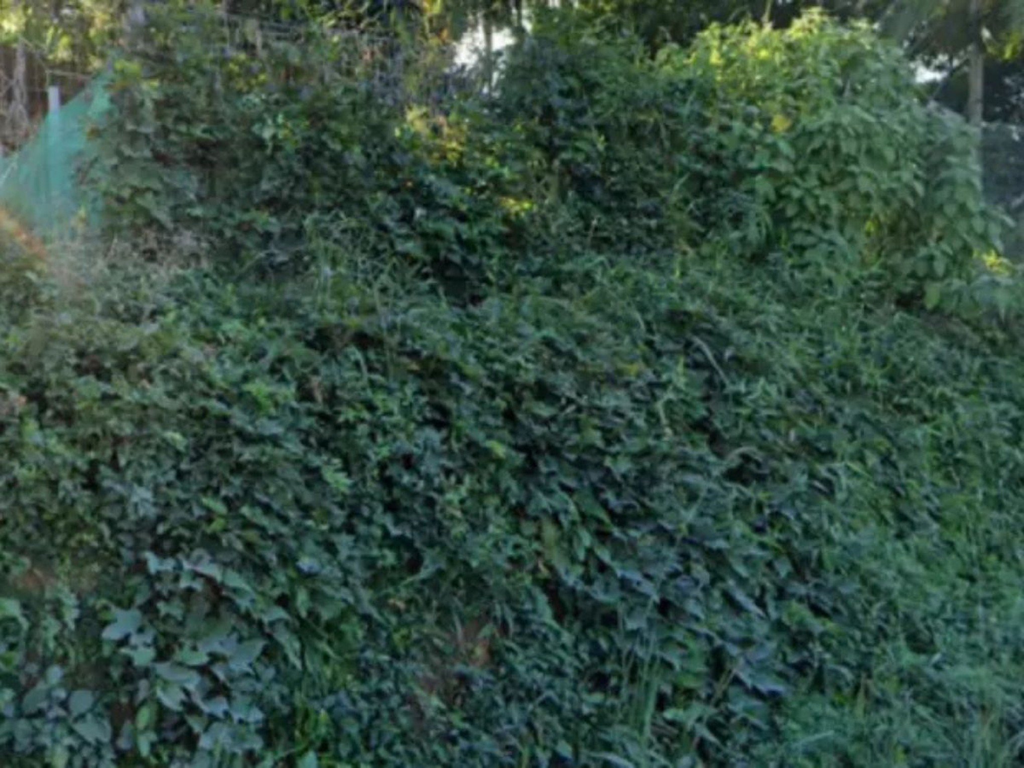 Bebê com apenas 1 dia de vida é abandonado em área de mata; saiba como criança foi encontrada e estado de saúde