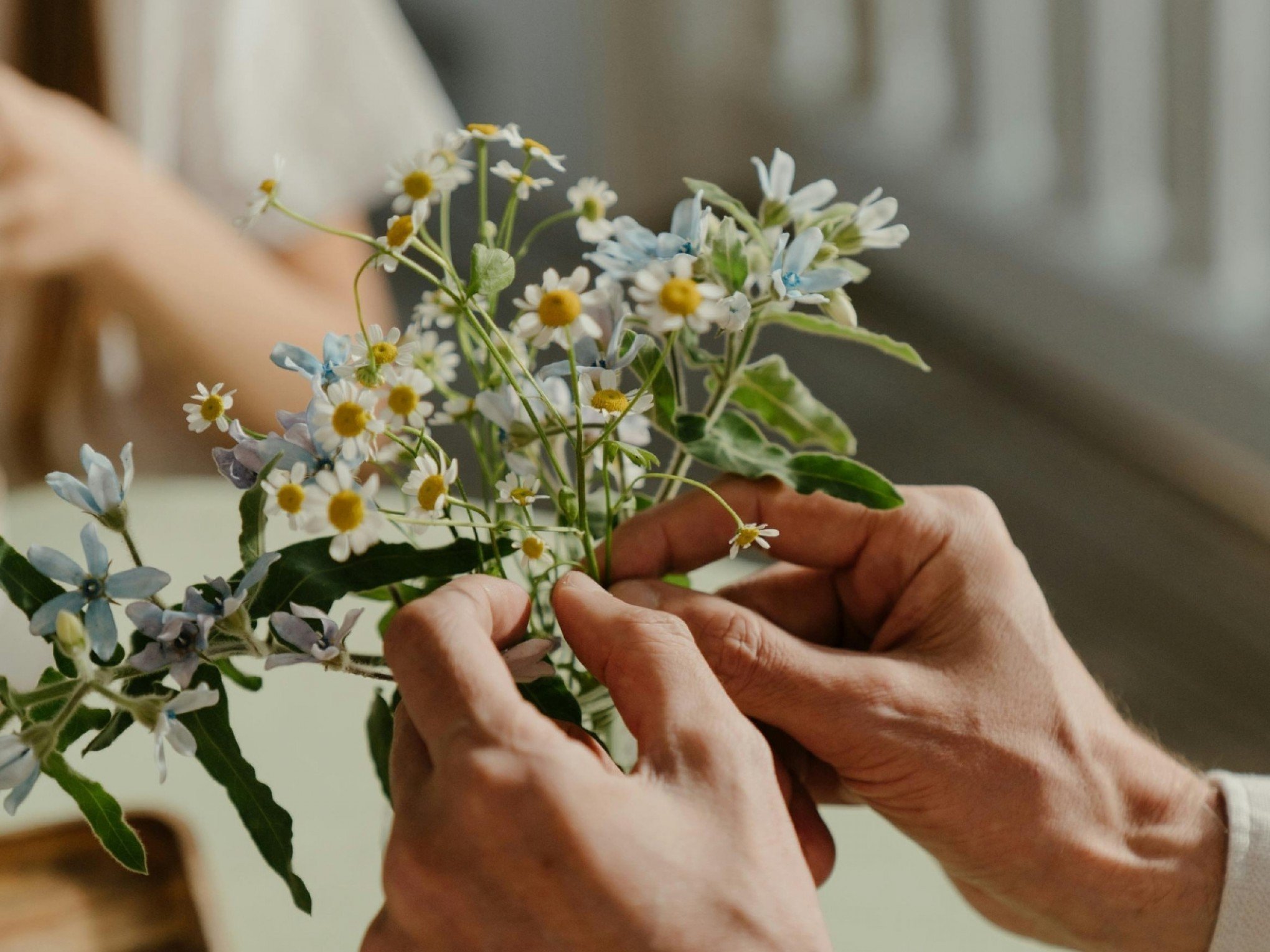 5 belas plantas que espantam moscas e que podem ficar na janela de casa