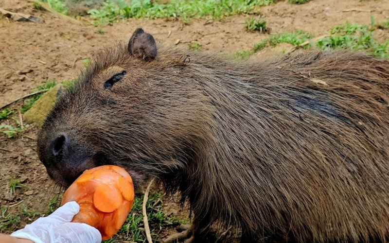 Capivara aproveitou seu picolé de frutas