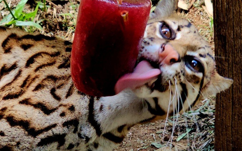 Jaguatirica recebeu picolé de carne