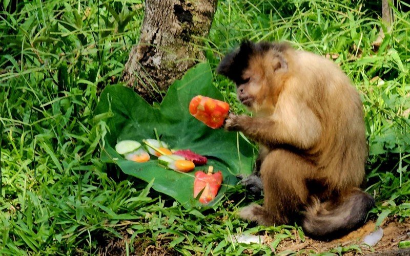 Macaco-prego e seu picol&eacute; de verduras e frutas