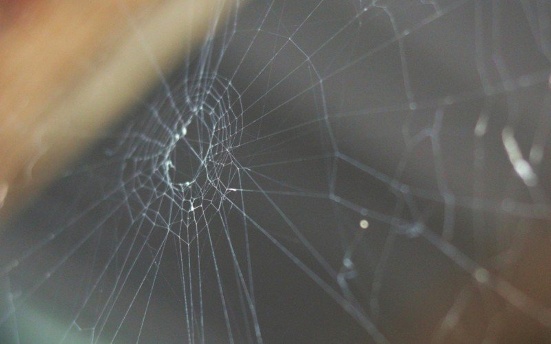 Aranhas estão aparecendo mais em casa? Não é por acaso | abc+