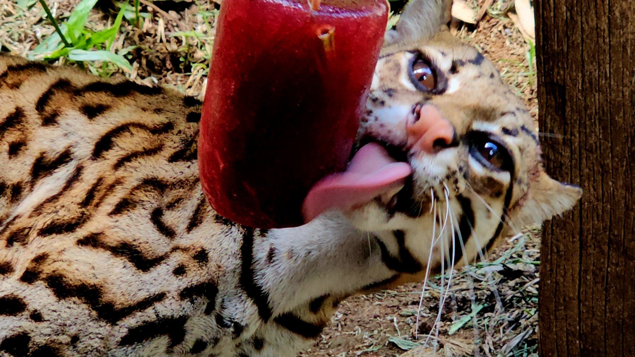 Zoo de Gramado reforça cuidados contra o calor e oferece picolés de frutas e até de carne aos animais