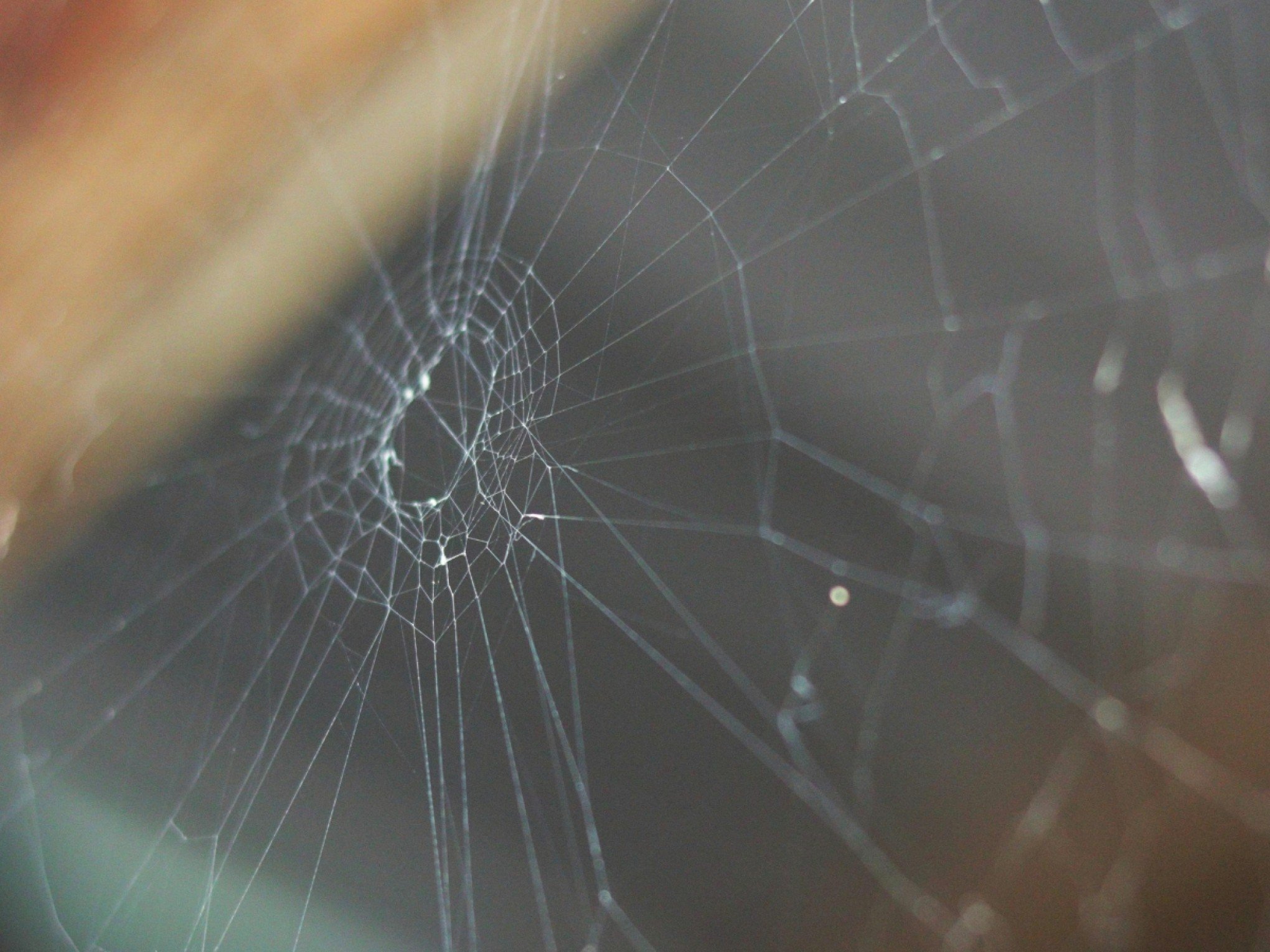 Invasão de aranhas dentro de casa: Conheça 4 tipos de inquilinas indesejadas para tomar cuidado