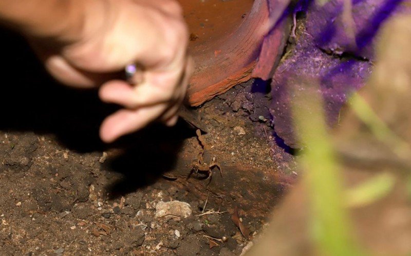 Vigilância Ambiental de Esteio realiza ações de captura de escorpiões-amarelos no Centro da cidade | abc+