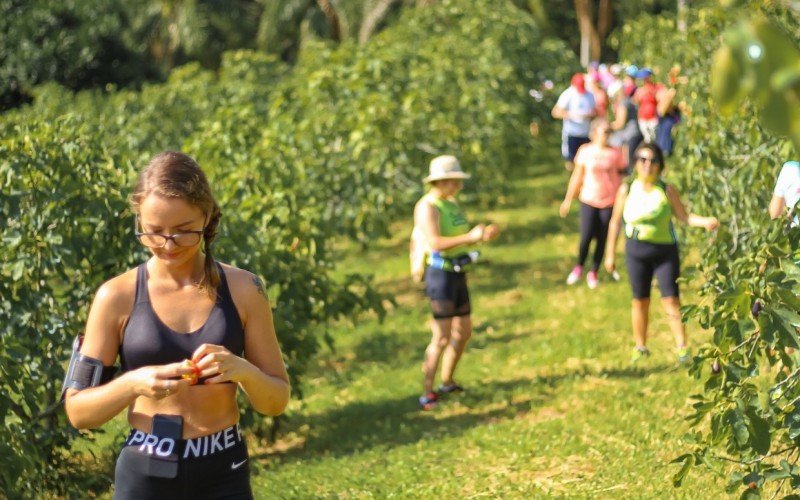 Caminhada da Festa do Figo ser&aacute; s&aacute;bado em Nova Petr&oacute;polis 