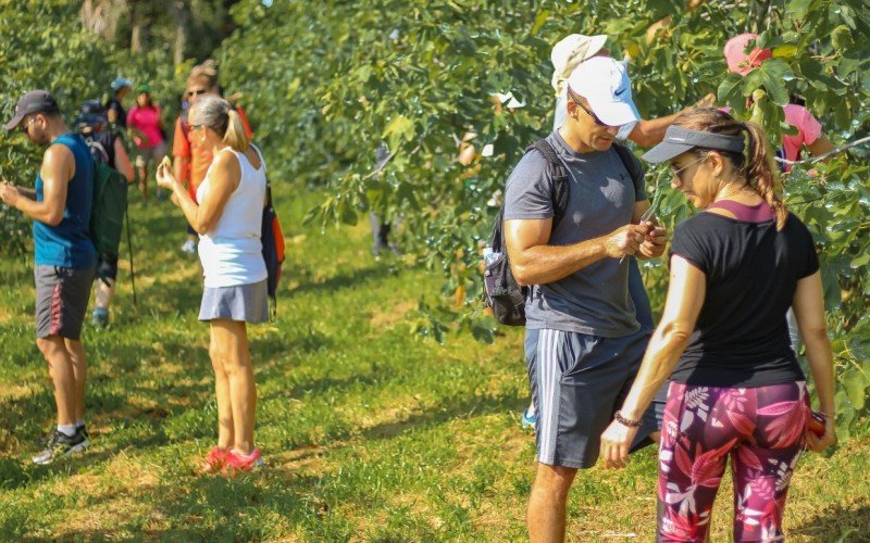 Caminhada da Festa do Figo ser&aacute; s&aacute;bado em Nova Petr&oacute;polis 
