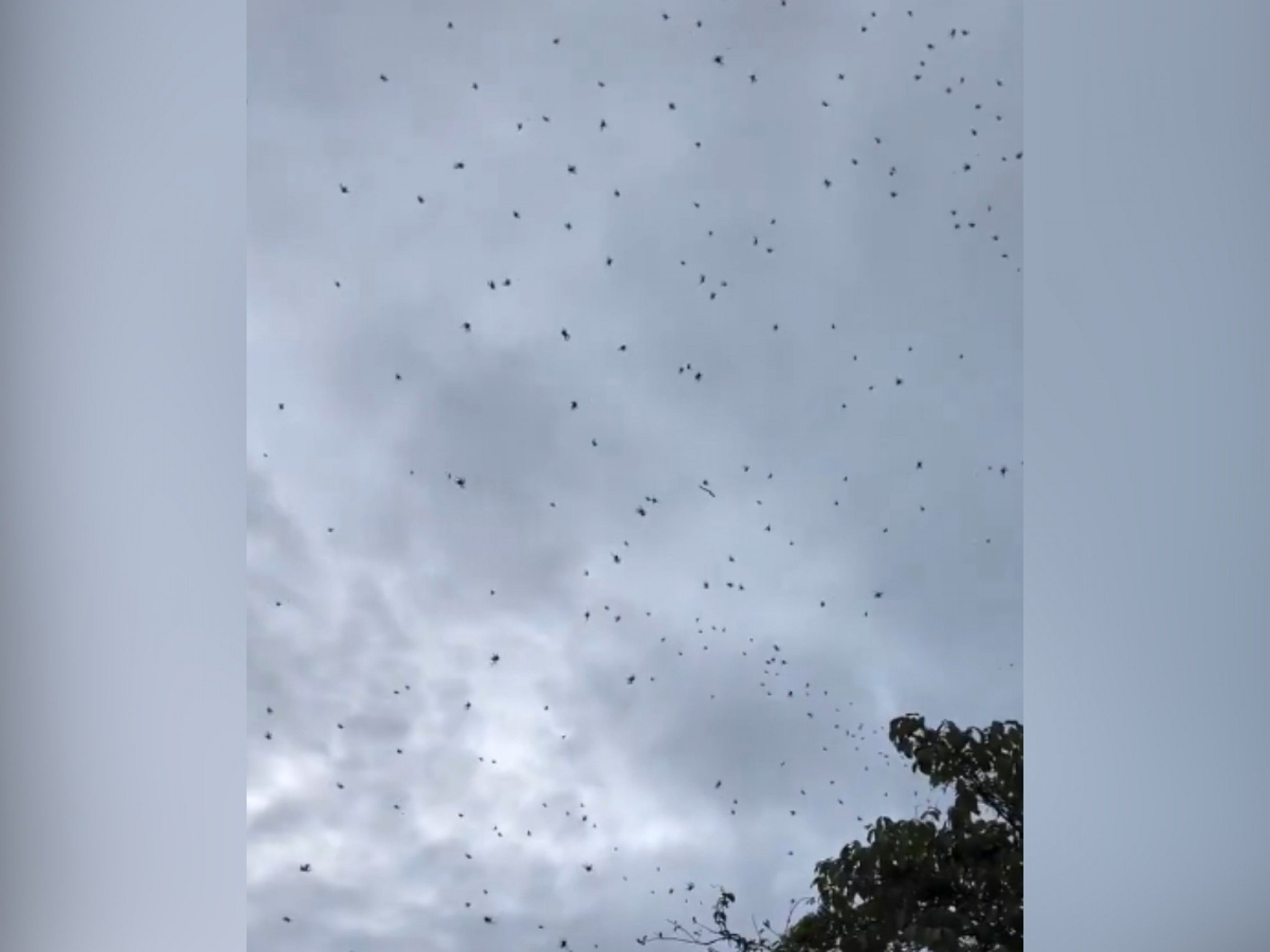 Chuva de aranhas: O que está por trás do fenômeno misterioso em cidade brasileira