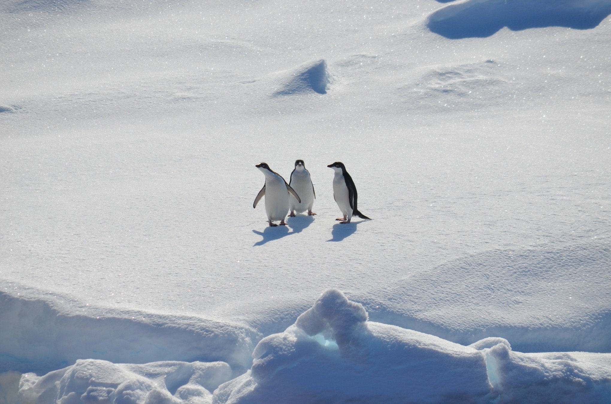 "Planeta inteiro contaminado por plástico": Pesquisadores encontram microplásticos em expedição na Antártica e bióloga faz alerta
