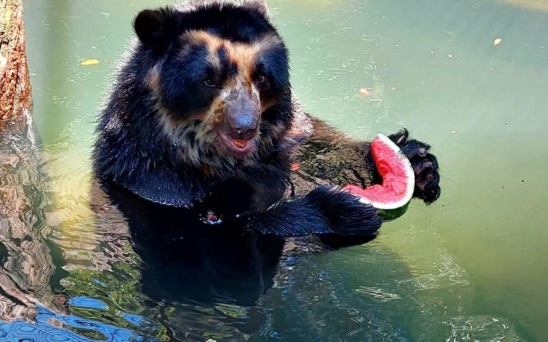 Frutas, muita água e até picolé: Animais do Zoológico de Sapucaia do Sul se refrescam para encarar o calor