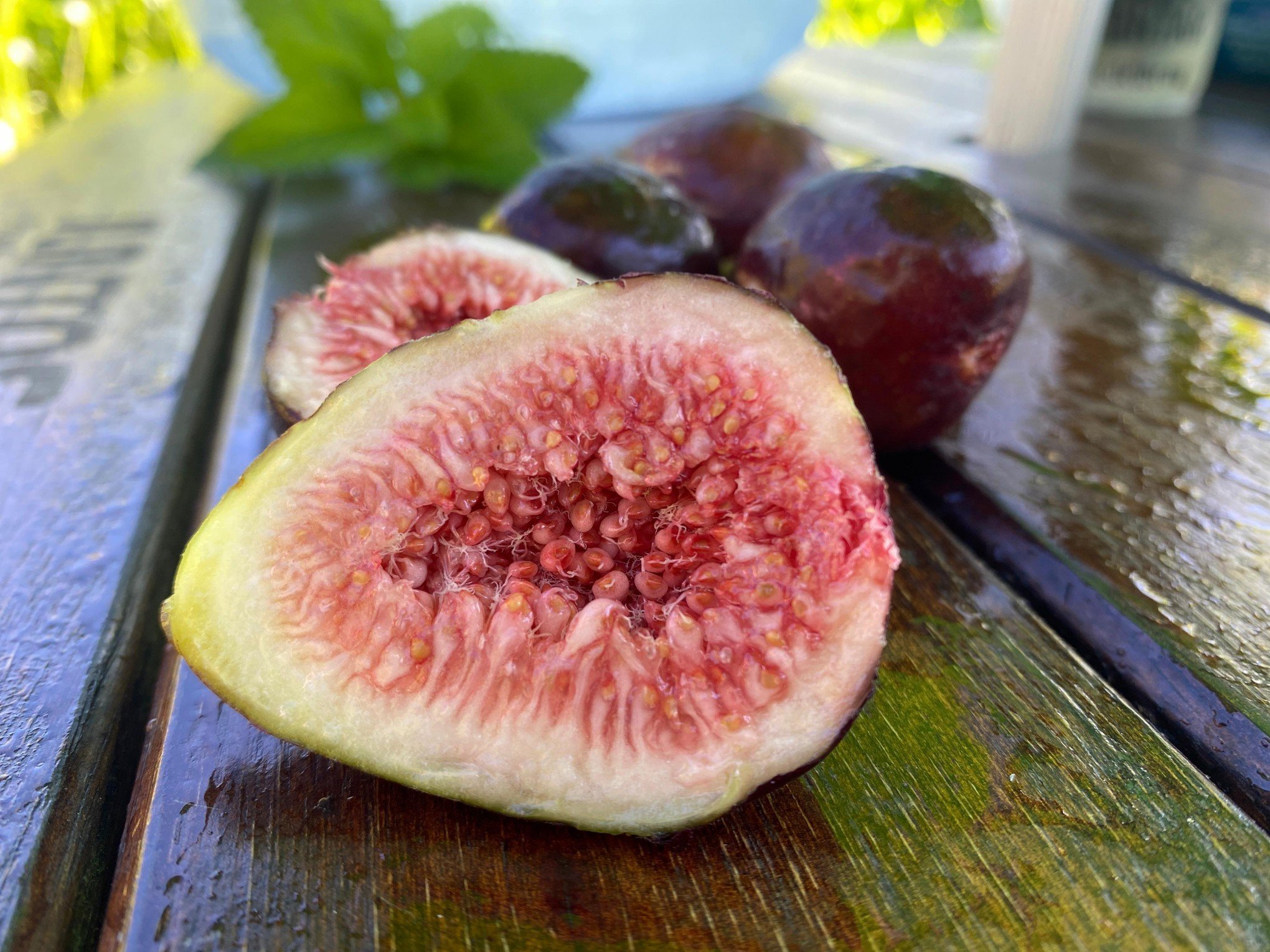 Figo: O pseudofruto que não é uma fruta; entenda