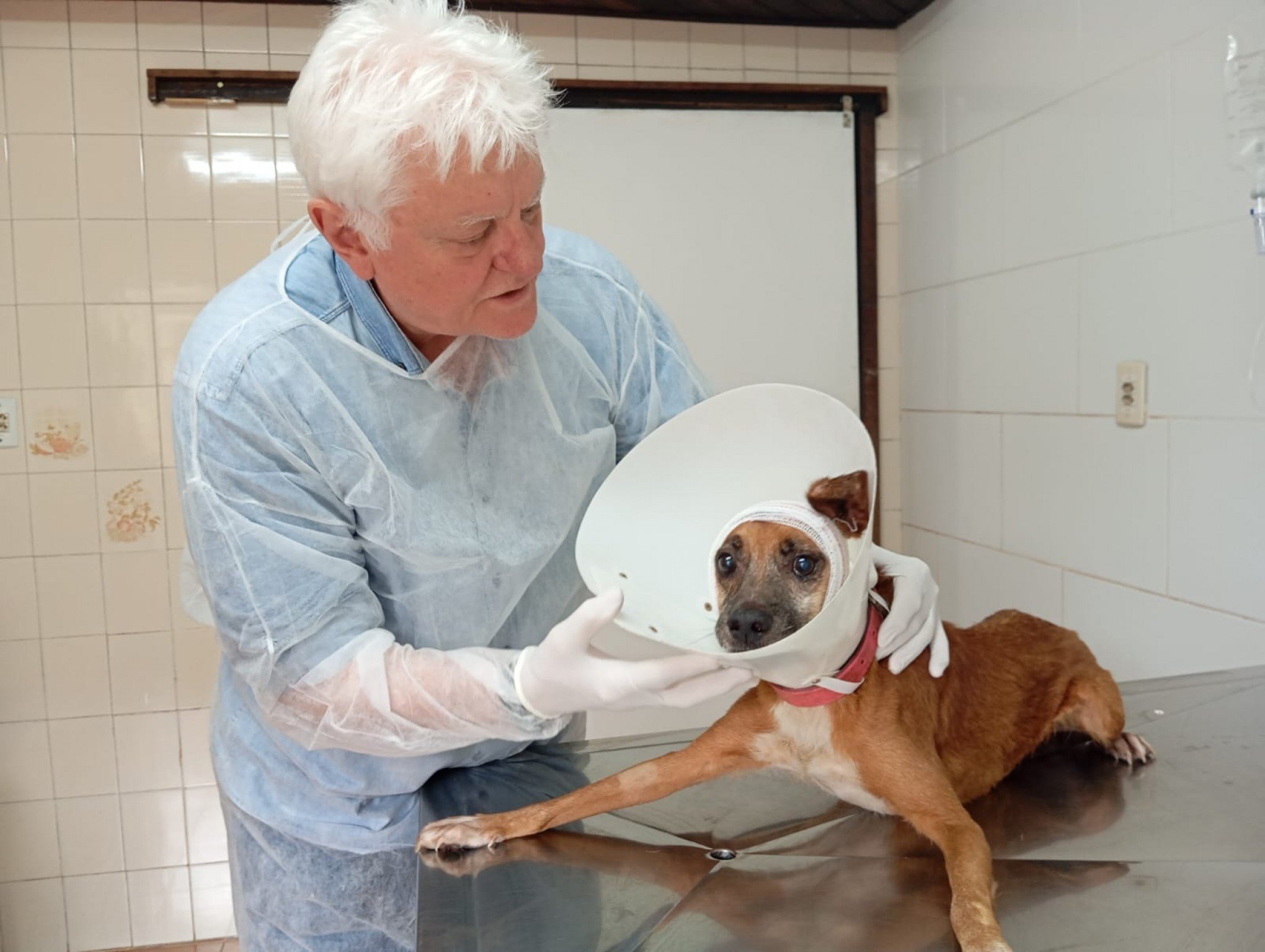 Sempa contabiliza mais de 2,2 mil atendimentos e 208 adoções no semestre