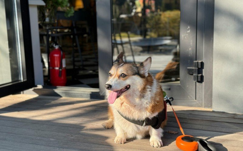 Confira qual o melhor horário para passear com os pets | abc+