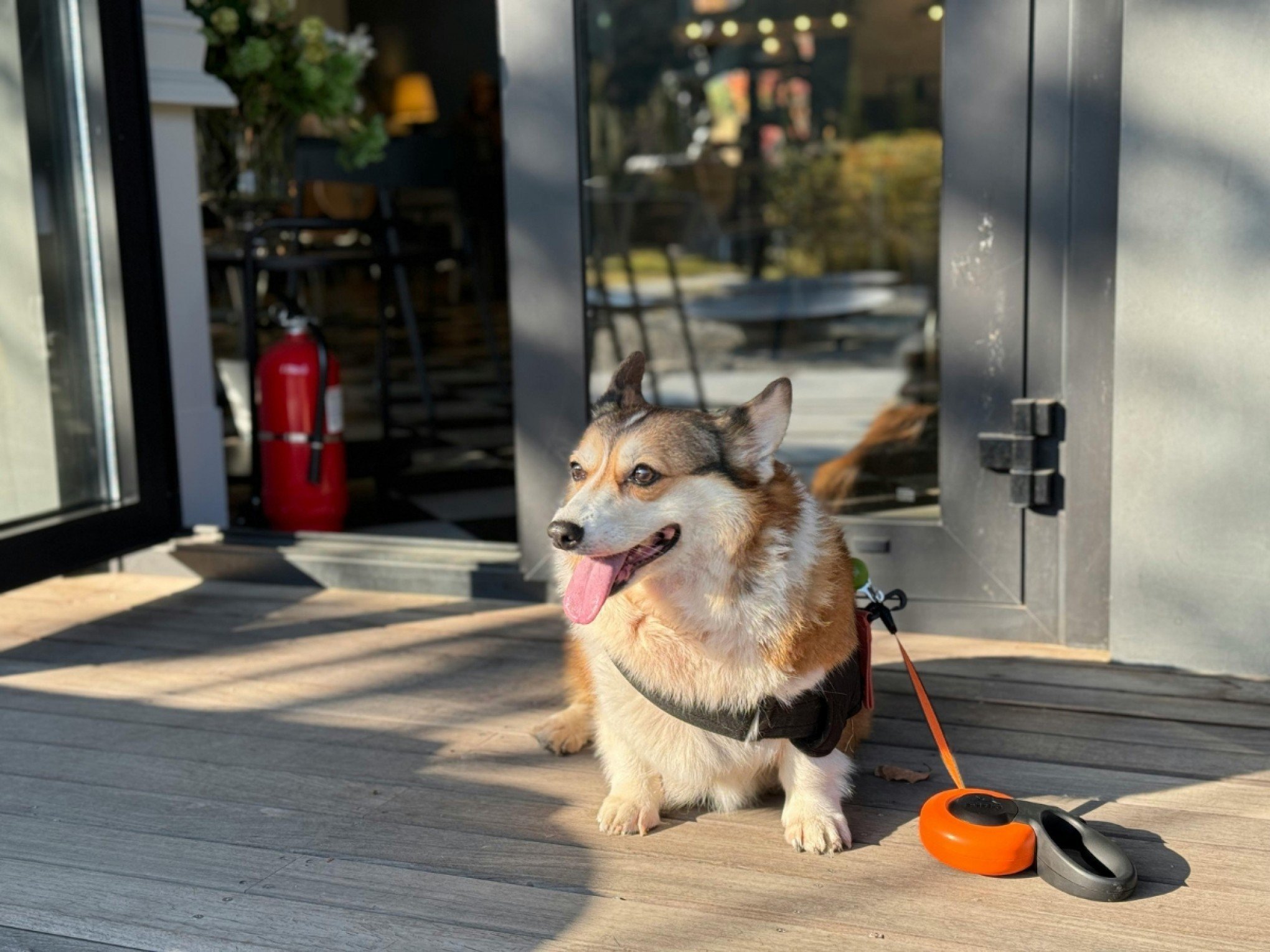 Qual o melhor horário para passear com o pet durante o verão no RS? Veja o que fazer durante os dias calor