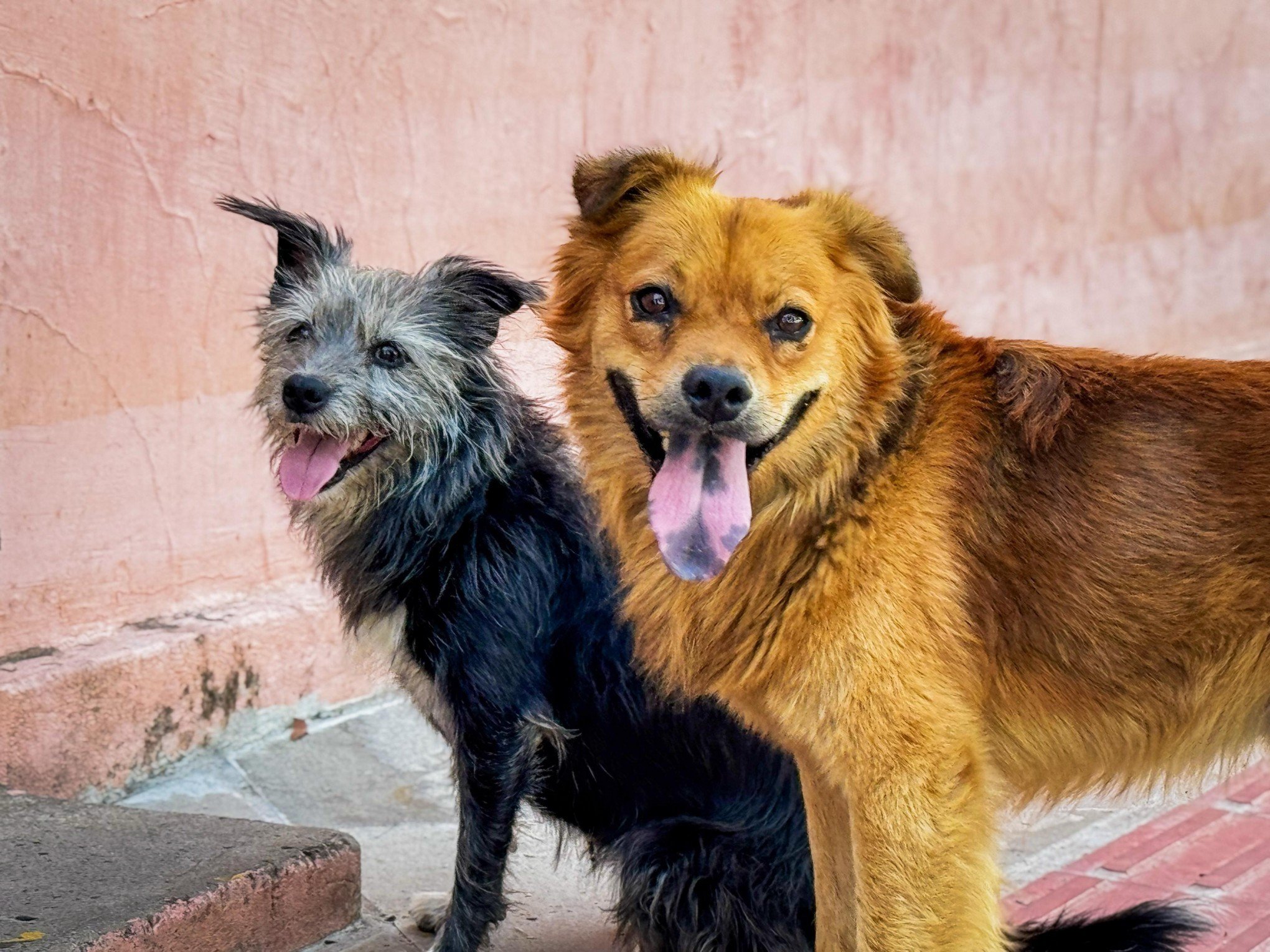Onda de calor exige cuidados especiais com os pets; confira algumas dicas
