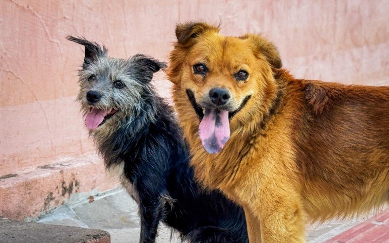 As altas temperaturas podem representar riscos sérios para cães, gatos e outros pets, incluindo desidratação, insolação e queimaduras