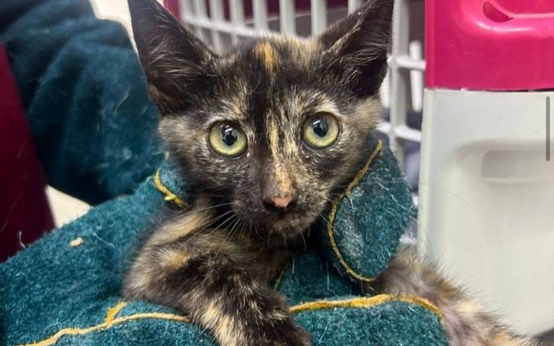 Filhotes de gatos disponíveis para adoção